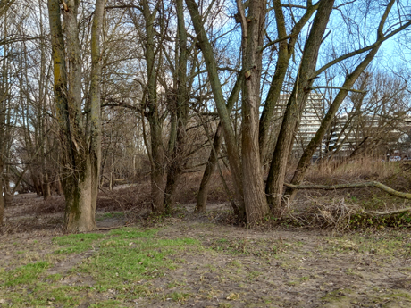 Koeln Rodenkirchen Makler